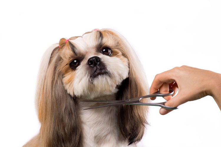 Mobile dog grooming services