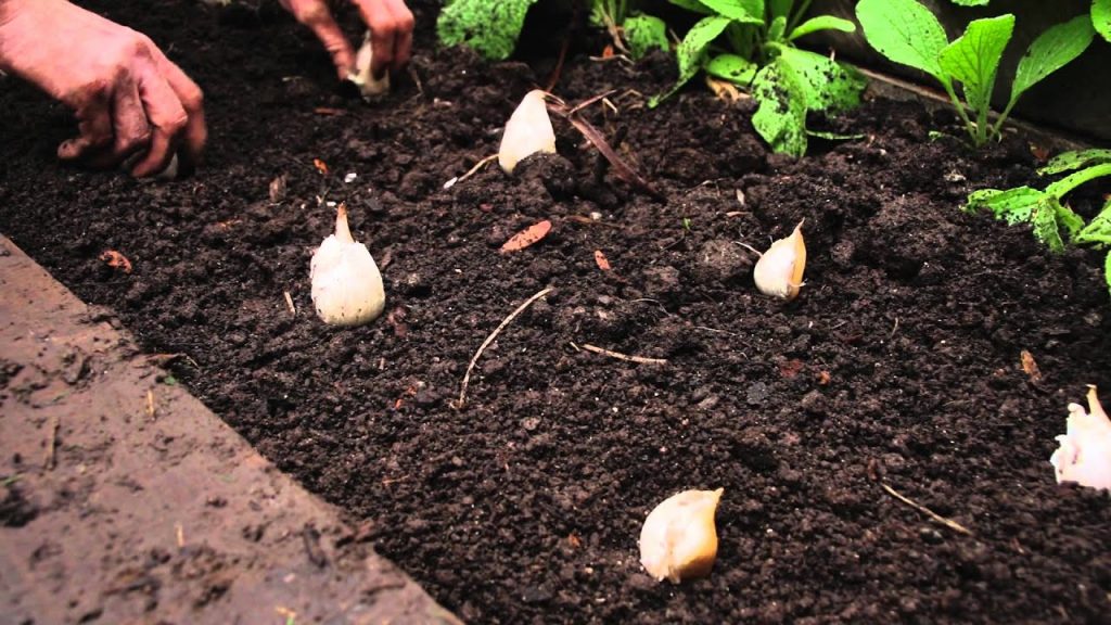 Planting garlic